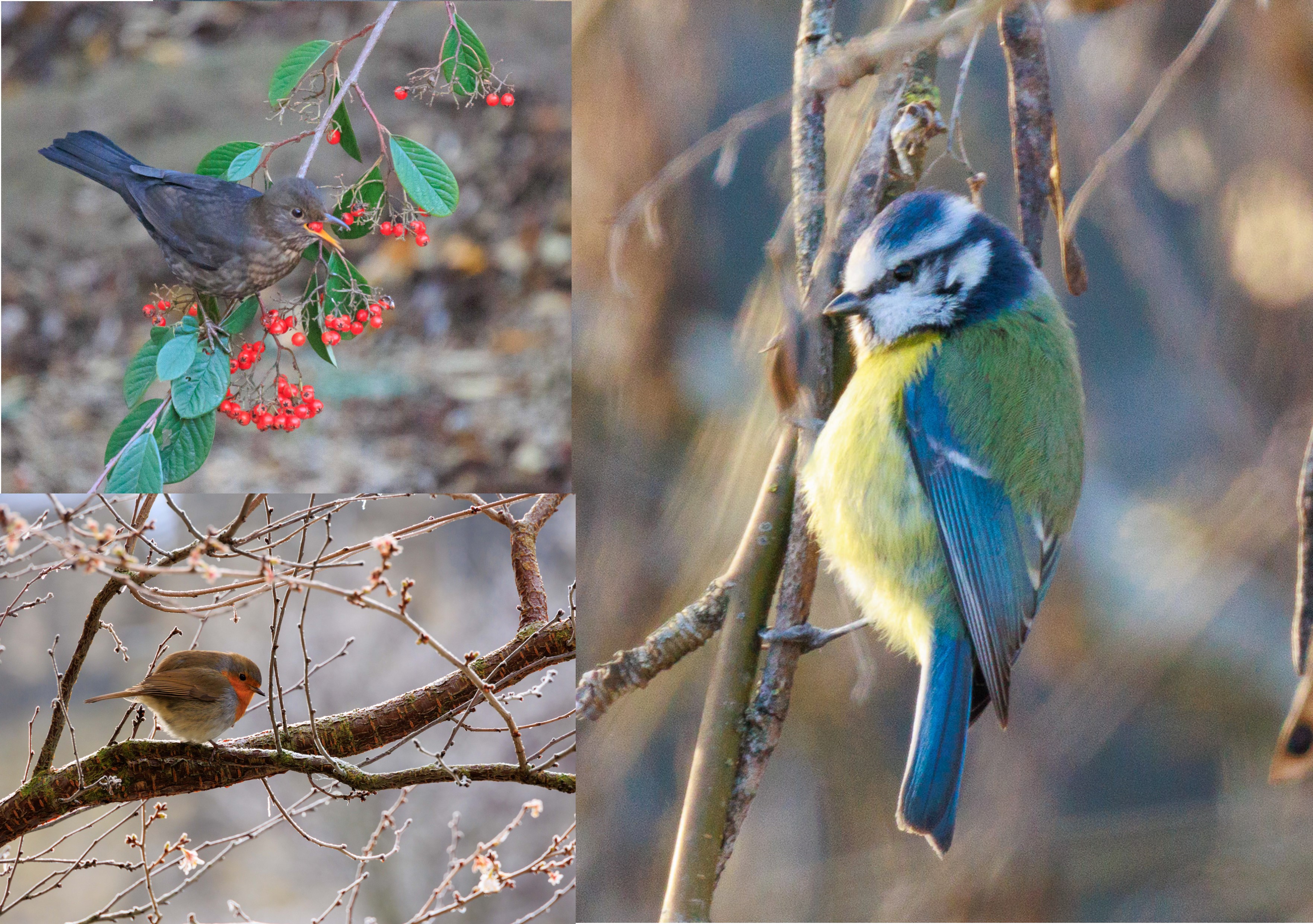 Collage of a female blackbird eating red berries, robin and blue tit