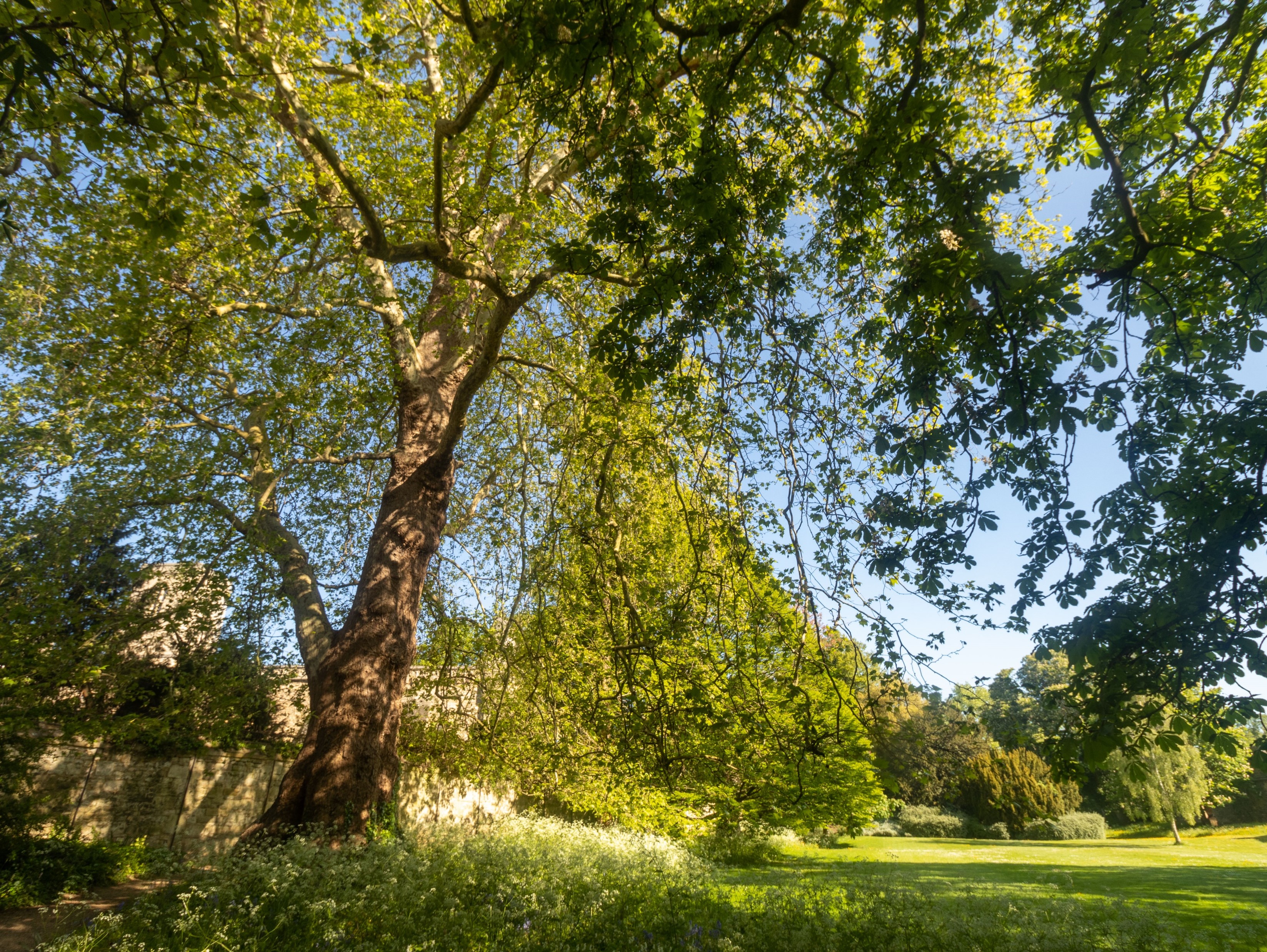 A leafy green tree, with a lawn and green trees in the background