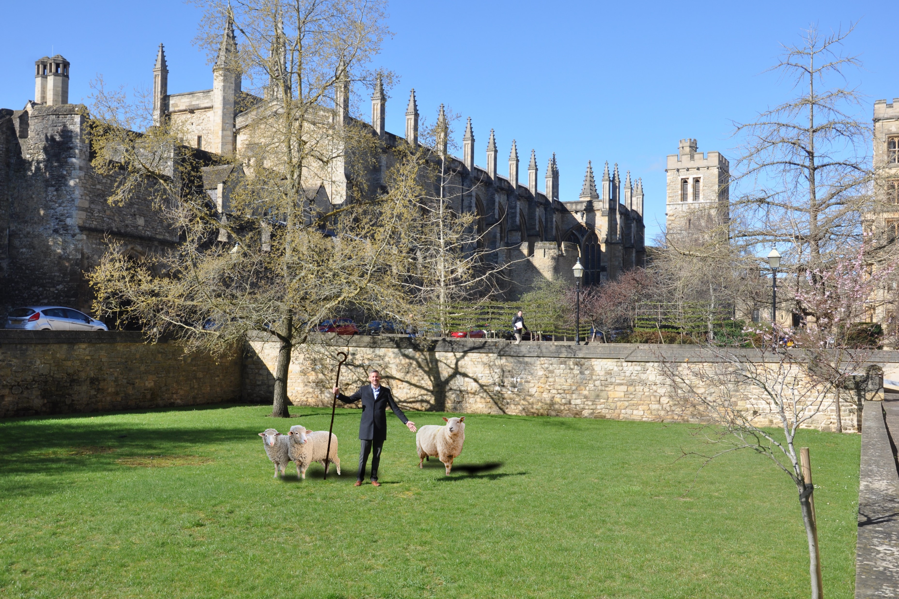 Home Bursar with a crook and three sheep on a bowling green; gothic chapel exterior and bell tower in background