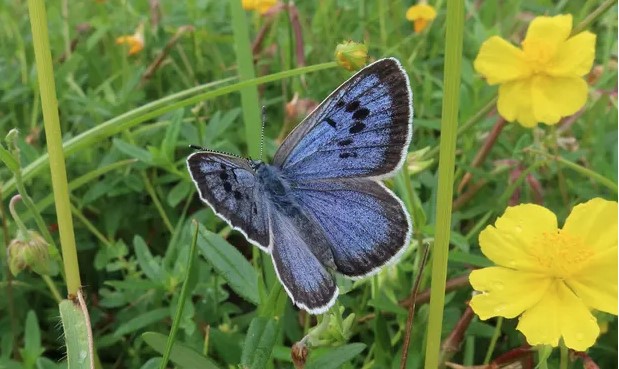 Large blue butterfly - David Simcox/Royal Entomological Society