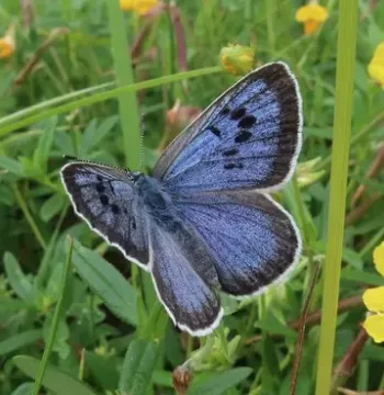 Large blue butterfly - Photograph by David Simcox/Royal Entomological Society