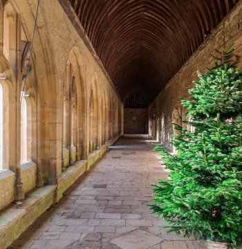 A Christmas tree in the Cloisters