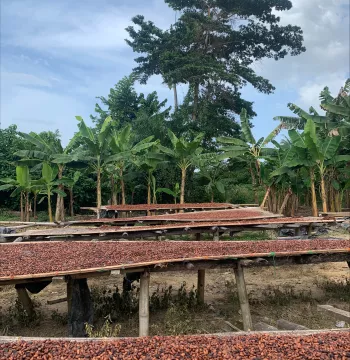 Cocoa Plantation 